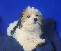 Spencer, a male Shichon for sale in Jackson, TN – 1 of 10