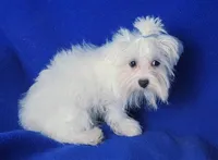 Bentley, a male Maltese for sale in Jackson, TN – 7 of 10