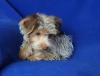 Liver Dewey , a male Yorkshire Terrier for sale in Jackson, TN – 8 of 10