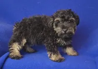 Gavin, a male Schnoodle for sale in Jackson, TN – 3 of 10