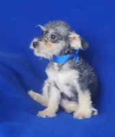 Gigi, a female Schnoodle for sale in Jackson, TN – 5 of 10