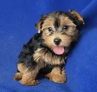 Georgia, a female Yorkshire Terrier for sale in Jackson, TN – 5 of 10
