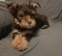 Chocolate Knox, a male Yorkshire Terrier for sale in Jackson, TN – 8 of 10