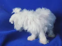 Bentley, a male Maltese for sale in Jackson, TN – 6 of 10