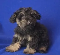 Gavin, a male Schnoodle for sale in Jackson, TN – 8 of 10