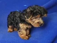 Gregory, a male Yorkshire Terrier for sale in Jackson, TN – 2 of 10