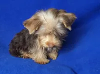 Liver Driscoll , a male Yorkshire Terrier for sale in Jackson, TN – 8 of 10