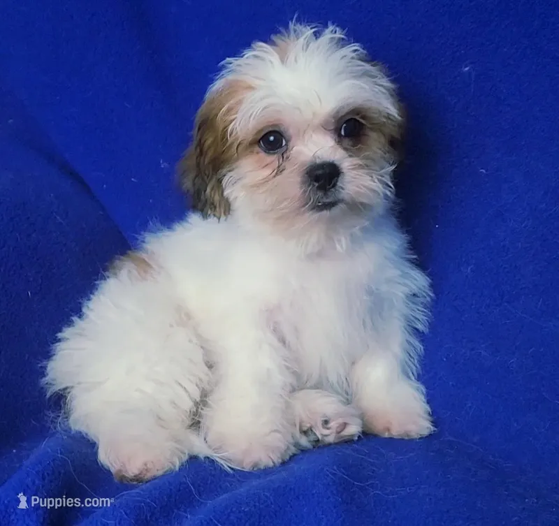 Saylor – Shichon puppy for sale in Jackson, TN