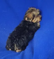 Amelia, a female Morkie for sale in Jackson, TN – 2 of 10