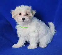 Axel, a male Maltipoo for sale in Jackson, TN – Photo 1 of 10