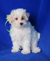 Axel, a male Maltipoo for sale in Jackson, TN – Photo 4 of 10