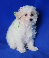 Axel, a male Maltipoo for sale in Jackson, TN – Photo 6 of 10