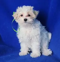 Axel, a male Maltipoo for sale in Jackson, TN – Photo 10 of 10