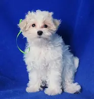 Axel, a male Maltipoo for sale in Jackson, TN – Photo 8 of 10