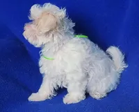 Axel, a male Maltipoo for sale in Jackson, TN – Photo 2 of 10