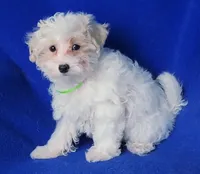 Axel, a male Maltipoo for sale in Jackson, TN – Photo 9 of 10