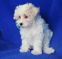 Axel, a male Maltipoo for sale in Jackson, TN – Photo 3 of 10