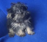 Lindy, a female Yorkipoo for sale in Jackson, TN – 7 of 9