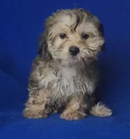 Oakleigh, a female Yorkipoo for sale in Jackson, TN – 6 of 10