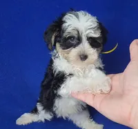 Pilot, a male Yorkipoo for sale in Jackson, TN – 7 of 10