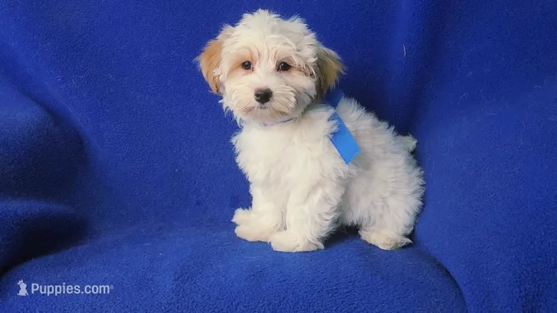 Amara – Morkie puppy for sale in Jackson, TN