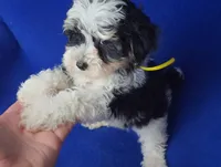Pilot, a male Yorkipoo for sale in Jackson, TN – 6 of 10