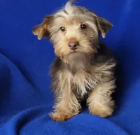 Liver Driscoll , a male Yorkshire Terrier for sale in Jackson, TN – 6 of 10