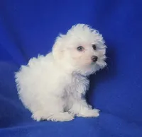 Bowie, a male Maltese for sale in Jackson, TN – 6 of 10