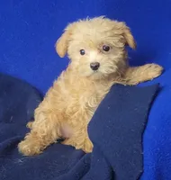 Birdie, a female Yorkipoo for sale in Jackson, TN – 4 of 10