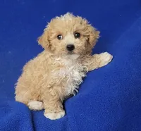 Fannie, a female Bichpoo for sale in Jackson, TN – 7 of 10