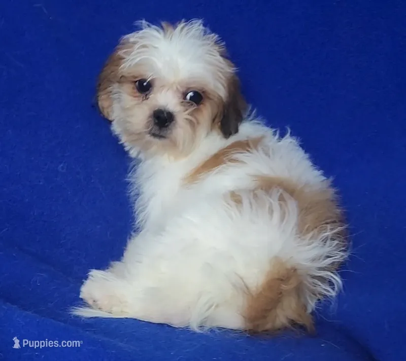 Sterling  – Shichon puppy for sale in Jackson, TN