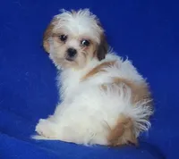 Sterling , a male Shichon for sale in Jackson, TN – 2 of 10