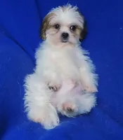 Sterling , a male Shichon for sale in Jackson, TN – 9 of 10