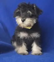 Gregory , a male Schnoodle for sale in Jackson, TN – 2 of 10