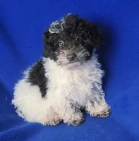 Nash, a male Poodle - Toy  for sale in Jackson, TN – 9 of 10