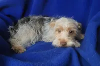  Liver Dewey , a male Yorkshire Terrier for sale in Jackson, TN – 4 of 10
