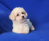 Searcy, a female Poodle - Toy  for sale in Jackson, TN – 10 of 10