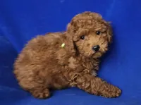 Walker, a male Poodle - Miniature  for sale in Jackson, TN – Photo 5 of 10
