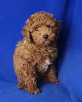 Walker, a male Poodle - Miniature  for sale in Jackson, TN – Photo 2 of 10