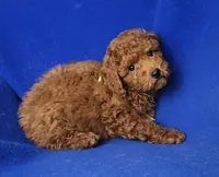 Walker, a male Poodle - Miniature  for sale in Jackson, TN – Photo 4 of 10