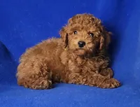 Walker, a male Poodle - Miniature  for sale in Jackson, TN – Photo 8 of 10