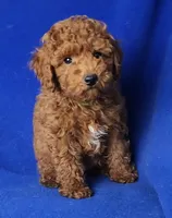 Walker, a male Poodle - Miniature  for sale in Jackson, TN – Photo 6 of 10