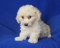 Frankie, a male Bichpoo for sale in Jackson, TN – 5 of 10