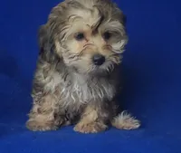 Oakleigh, a female Yorkipoo for sale in Jackson, TN – 4 of 10