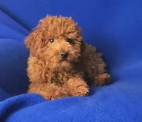 Wilder, a male Poodle - Miniature  for sale in Jackson, TN – Photo 7 of 10