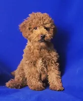 Wilder, a male Poodle - Miniature  for sale in Jackson, TN – Photo 4 of 10