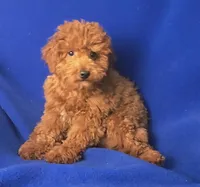 Wilder, a male Poodle - Miniature  for sale in Jackson, TN – Photo 6 of 10