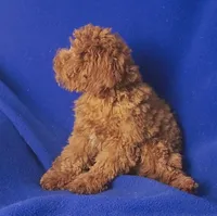 Wilder, a male Poodle - Miniature  for sale in Jackson, TN – Photo 2 of 10