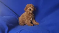 Wilder, a male Poodle - Miniature  for sale in Jackson, TN – Photo 3 of 10