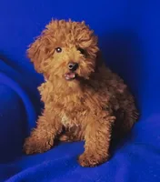 Wilder, a male Poodle - Miniature  for sale in Jackson, TN – Photo 5 of 10